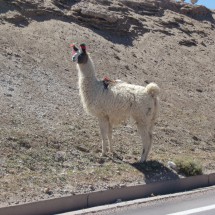 White llama with red loops